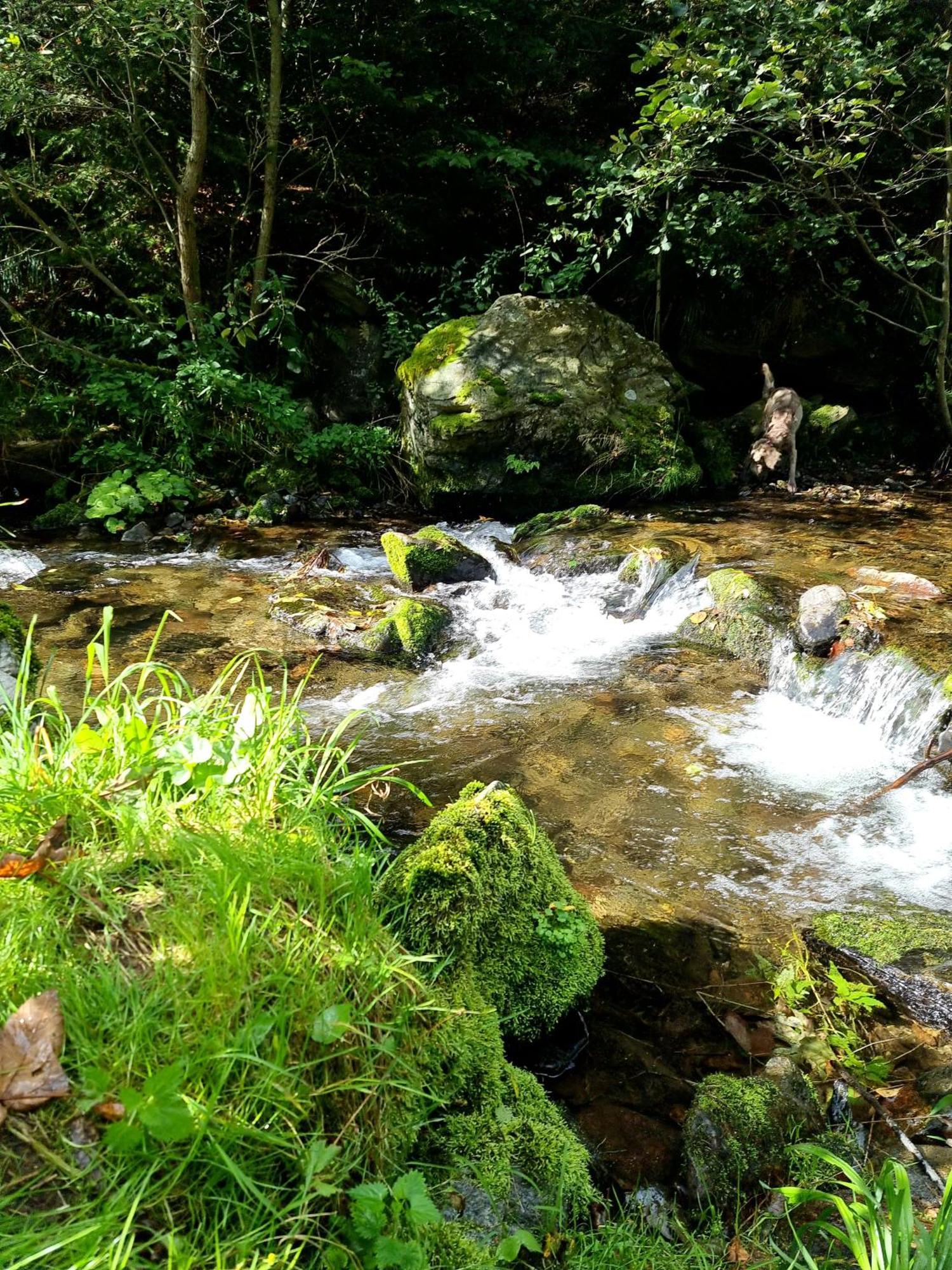 Roubenka Mlyn U Skaly Destne V Orlickych Horach Volne Terminy 5 Bytu Экстерьер фото
